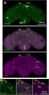 The CCHamide1 Neuropeptide Expressed in the Anterior Dorsal Neuron 1 Conveys a Circadian Signal to the Ventral Lateral Neurons in Drosophila melanogaster